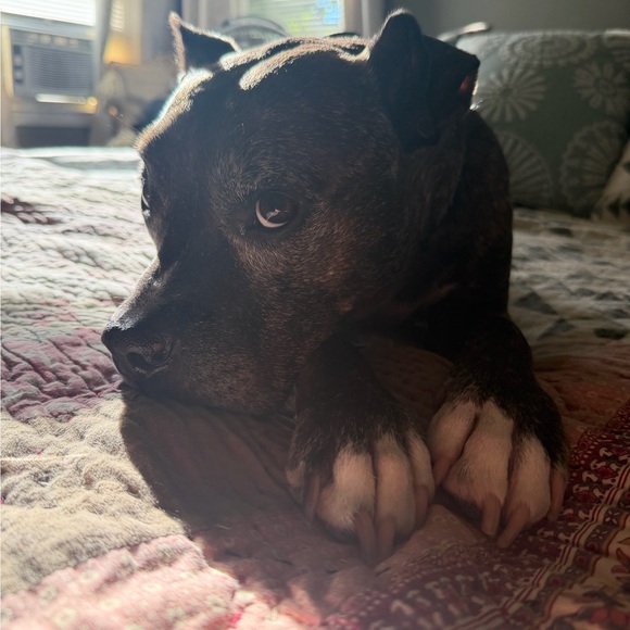 bindisquish